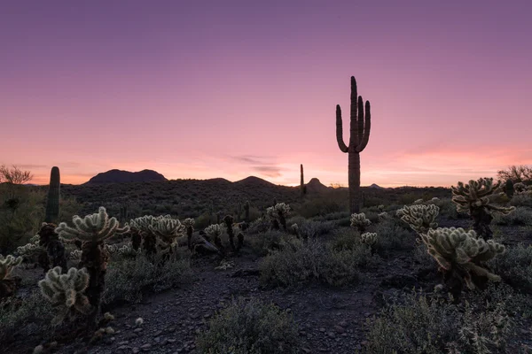 Arizona coucher de soleil désert — Photo