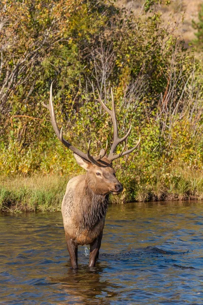 Stier elanden in stream — Stockfoto