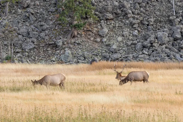 Bull Elk With Cows — Stock Photo, Image