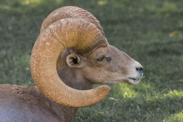 Desert Bighorn Sheep Ram — Stock Photo, Image