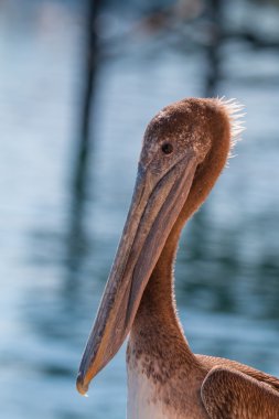 Kahverengi Pelikan yakın çekim