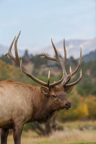 Bull elk Portrait — Stock Photo, Image