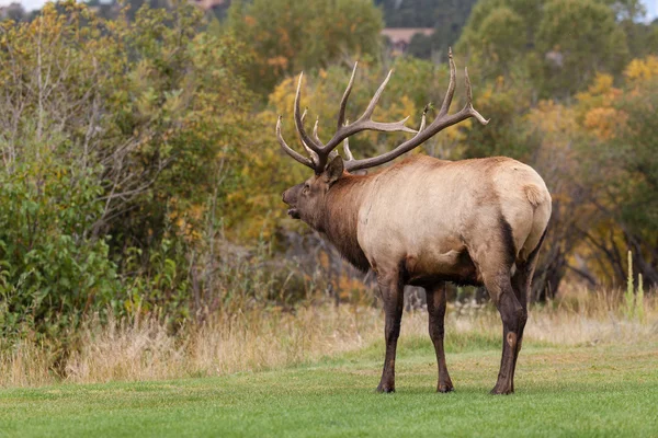 Bullenelch-Bugling — Stockfoto