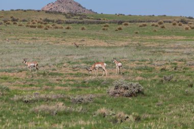 틀에 박힌 pronghorn 영양