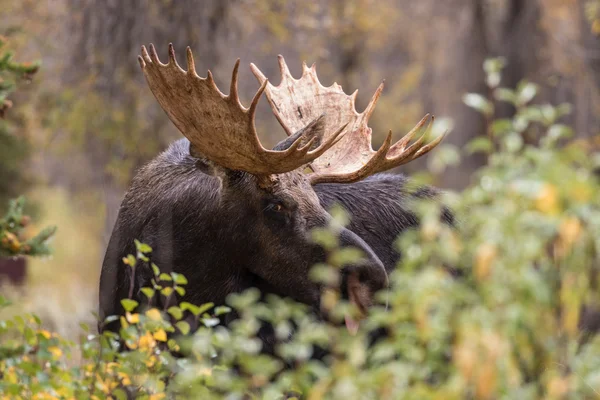 Shiras Moose Bull — Stockfoto