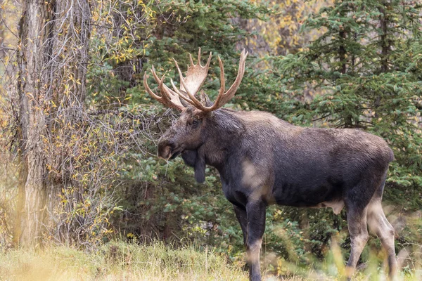 Shiras Moose Bull — Stockfoto