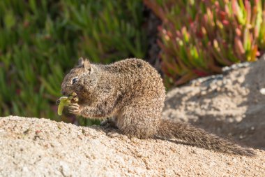Kaliforniya zemin sincabı