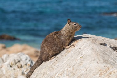 Kaliforniya zemin sincabı