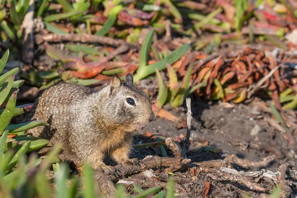 Ardilla terrestre de California — Foto de Stock