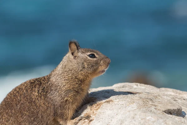 Écureuil terrestre de Californie — Photo