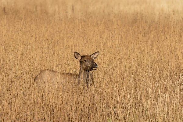 Tehén Elk-rét — Stock Fotó