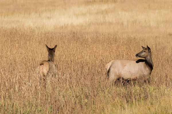 Tehén és borjú Elk — Stock Fotó