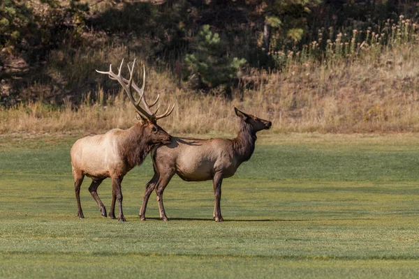 Brunftbulle und Kuh Elch — Stockfoto