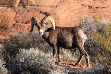 çöl bighorn koyun ram