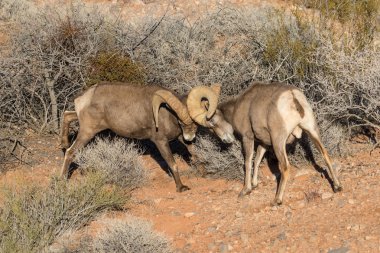 Çöl Bighorn Rams mücadele