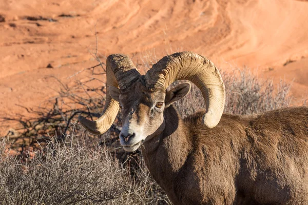 Пустеля Bighorn вівці оперативної пам'яті — стокове фото