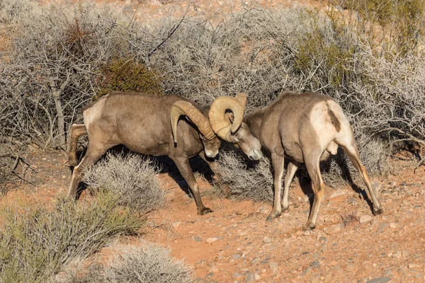 Pustyni Bighorn Rams walki — Zdjęcie stockowe