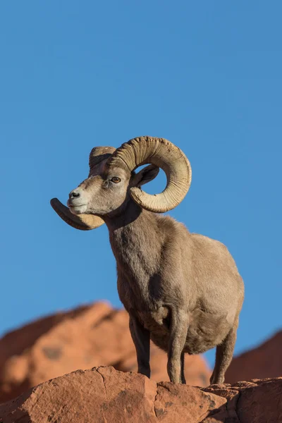 沙漠大角羊羊 ram — 图库照片