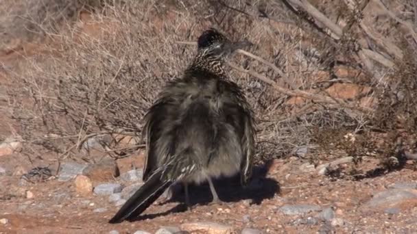 Roadrunner a sivatagban — Stock videók