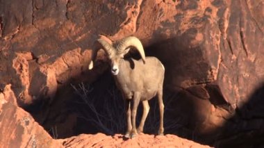 çöl bighorn koyun ram
