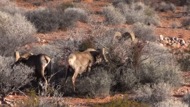 Desert Bighorn Rams — Stock Video