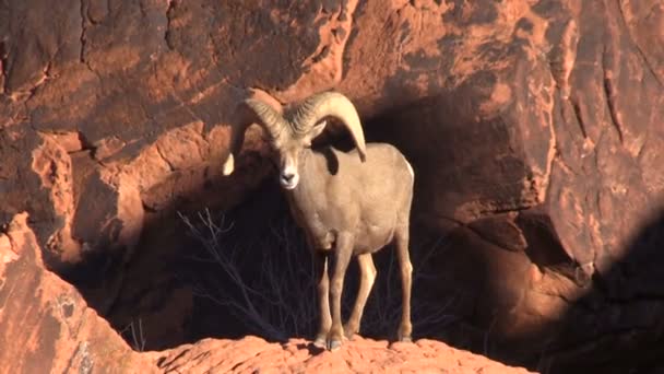 砂漠の bighorn ヒツジの ram — ストック動画