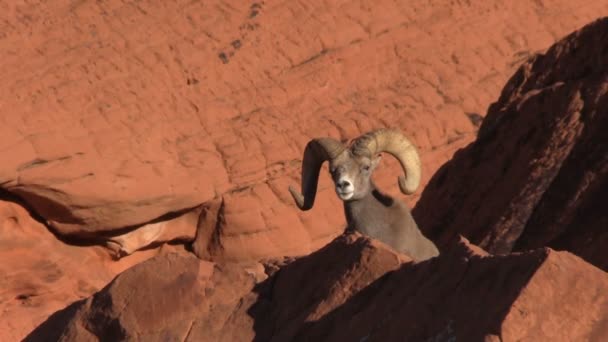 Woestijn bighorn schapen RAM-geheugen — Stockvideo