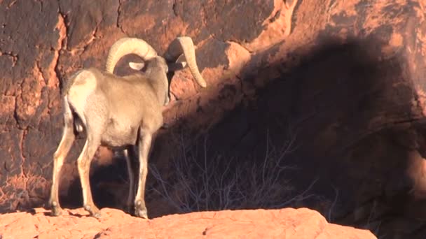 Rama di pecora del Bighorn del deserto — Video Stock