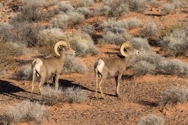 Çöl Bighorn Rams ayakta
