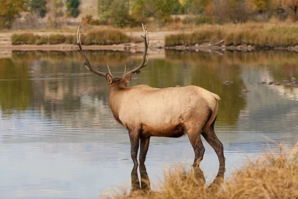 Bull Elk in Rut — Stock Photo, Image