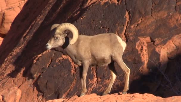 砂漠の bighorn ヒツジの ram — ストック動画