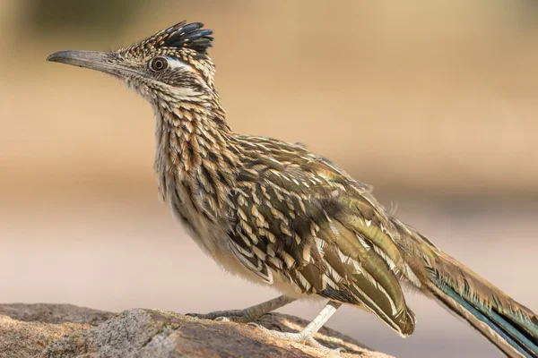 Arizona daha büyük Roadrunner