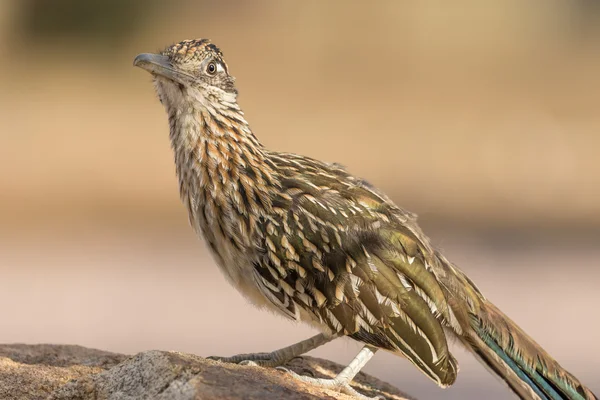 Größerer Roadrunner in arizona — Stockfoto