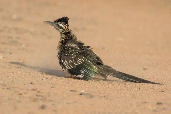 Größerer Roadrunner in arizona — Stockfoto