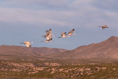 Sandhill Cranes in Flight clipart