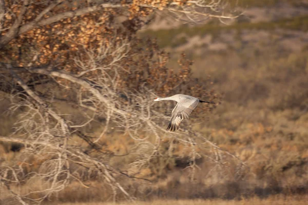 Sandhill Crane under flygning — Stockfoto