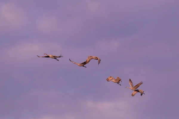 Sandhill Cranes in Flight — Stock Photo, Image