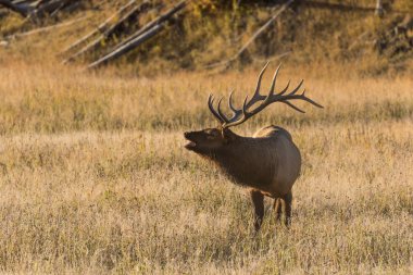 Boğa Geyiği Bugling
