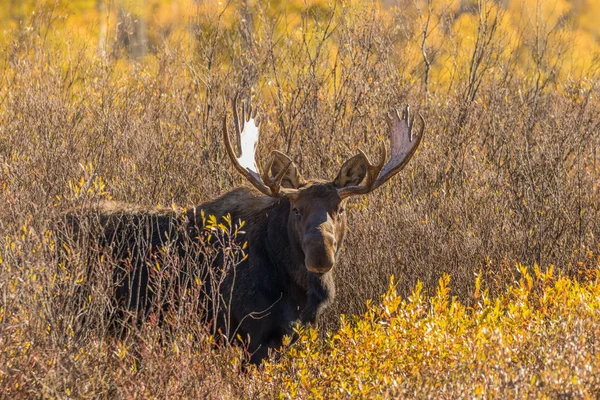 Bull Shiras Moose — Stock Photo, Image