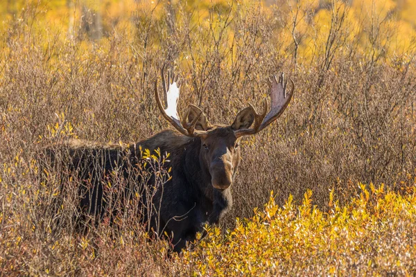 Toro Shiras Moose — Foto de Stock