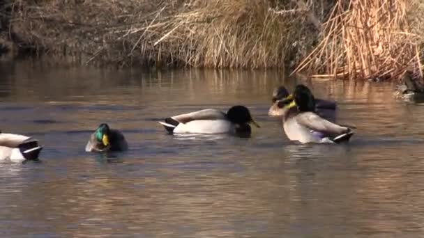 Gräsänder på en damm — Stockvideo