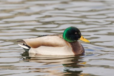 Yaban ördeği Drake göl kenarında