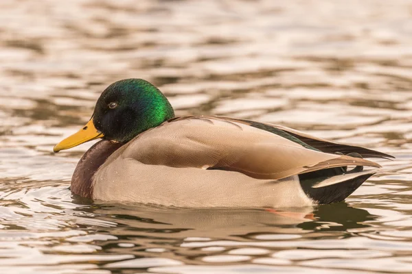 Stockente Erpel am See — Stockfoto