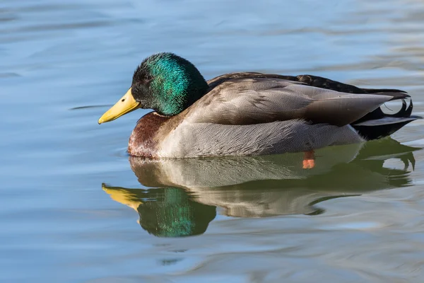 Stockente Erpel am See — Stockfoto