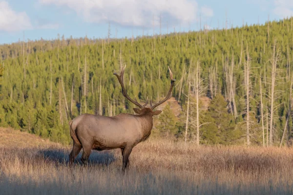 Bull Elk tijdens sleur — Stockfoto