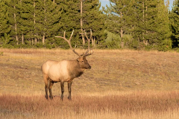 Boğa Elk Rut sırasında — Stok fotoğraf