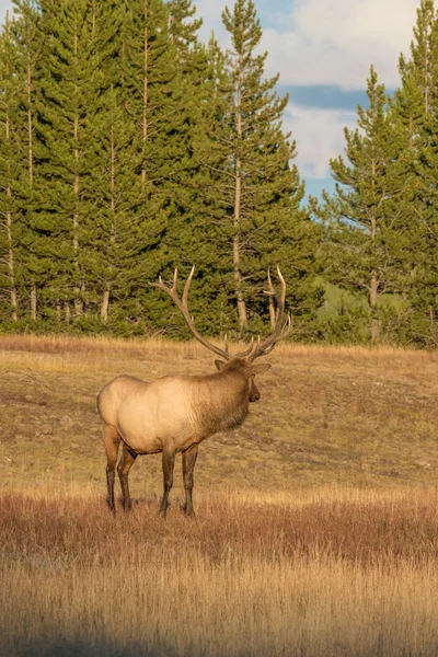 Bull Elk During Rut — Stock Photo, Image