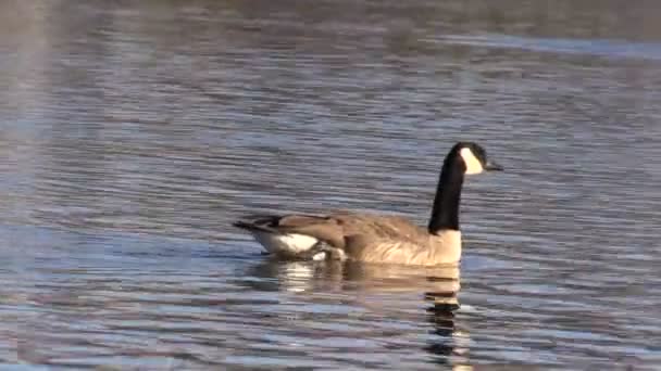 Ganso de Canadá nadando — Vídeo de stock