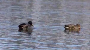 Göldeki yaban ördekleri