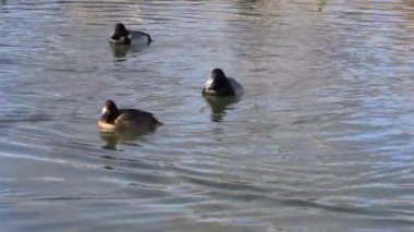 Bir göl üzerinde daha az Scaup